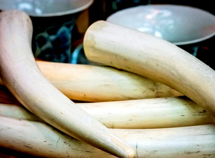 Come riconoscere l'avorio naturale da quello sintetico
