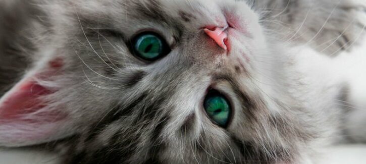 Come scegliere gli animali domestici più adatti a te