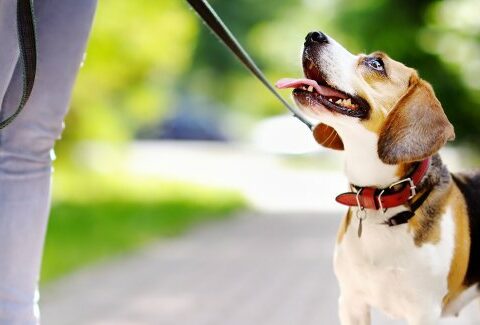 Come scegliere il guinzaglio più giusto per il tuo cane