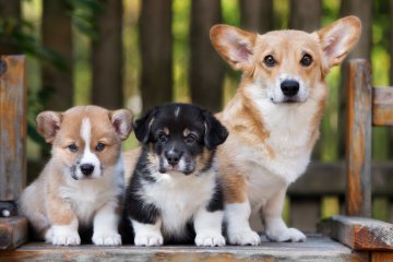 Come si calcola l'età dei cani