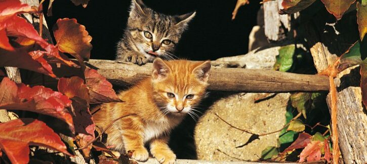 Consigli per la crescita di cani e gatti
