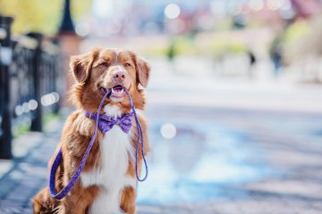 Cure naturali e tradizionali per gli attacci d'ansia dei cani