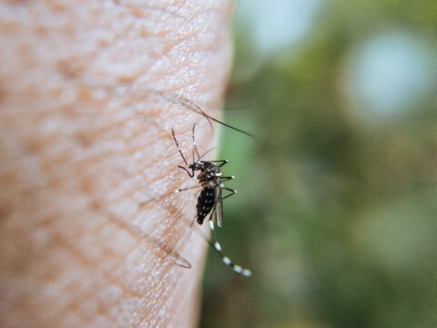 Zanzare in giardino: consigli per sopravvivere