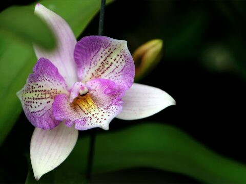 Come recuperare l’orchidea rimasta senza radici