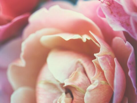 È total pink, la primavera firmata Lancôme: scopri tutta la nuova collezione