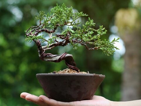Come curare al meglio un bonsai