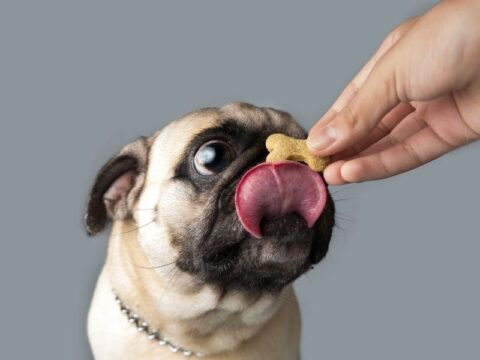 Come fare biscotti per cani