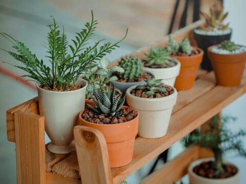 Come eliminare la polvere e le allergie da casa tua con piante da appartamento