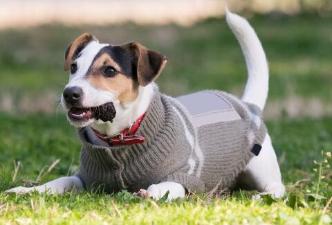 Fare un maglioncino per cani riciclando un gilet