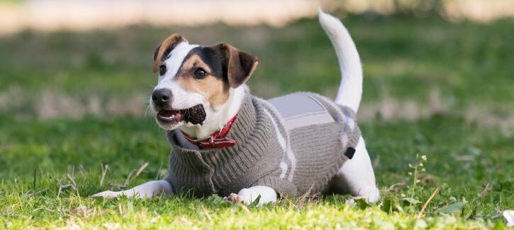 Fare un maglioncino per cani riciclando un gilet