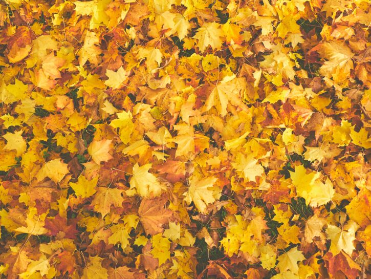 Come fare un cestino con le foglie autunnali