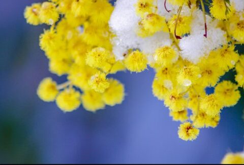 Festa della Donna: idee regalo per la mamma