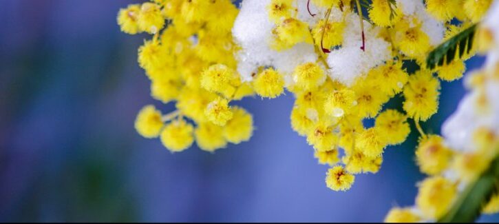 Festa della Donna: idee regalo per la mamma