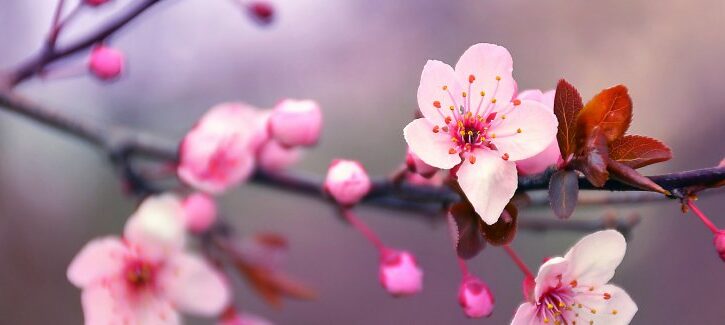 Fiori di ciliegio fai da te: tante idee e tutorial