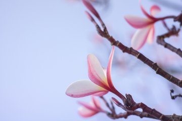 Floriterapia: i fiori californiani