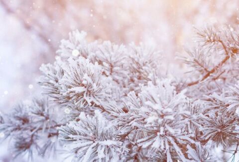 Frasi, poesie e canzoni sulla neve