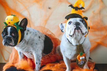 Halloween: maschere per cani e gatti