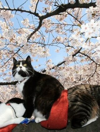 Hanami in Italia 2019: ammirare la fioritura dei ciliegi come in Giappone