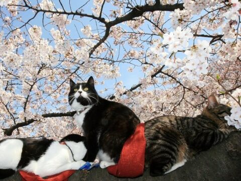Hanami in Italia 2019: ammirare la fioritura dei ciliegi come in Giappone