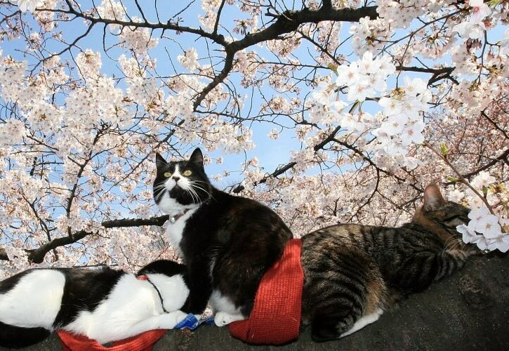 Hanami in Italia 2019: ammirare la fioritura dei ciliegi come in Giappone