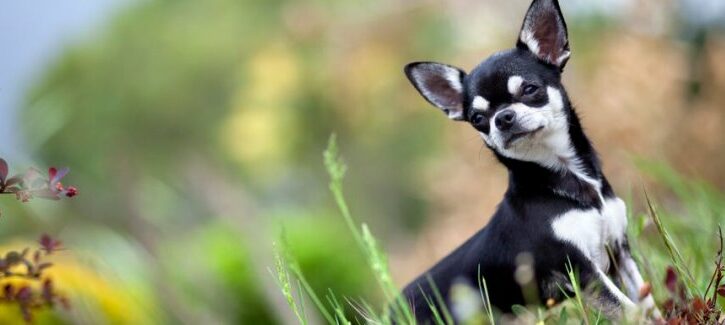I cani e i bambini, come far costruire un rapporto sereno