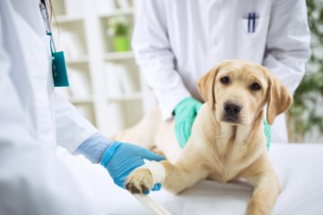Il veterinario per il cane: come sceglierlo