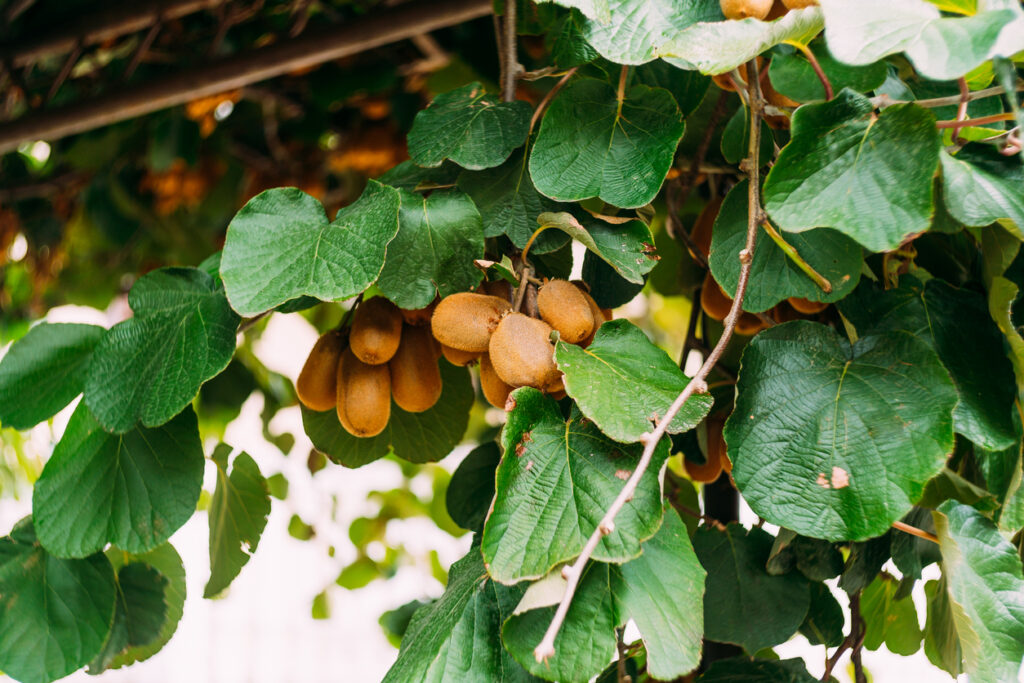 Scegli i frutti per la pergola: il kiwi