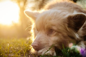 La lista completa dei cimiteri per animali domestici a Roma e in Italia