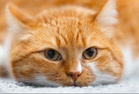 La storia del gatto e di come è diventato un animale (più o meno) domestico