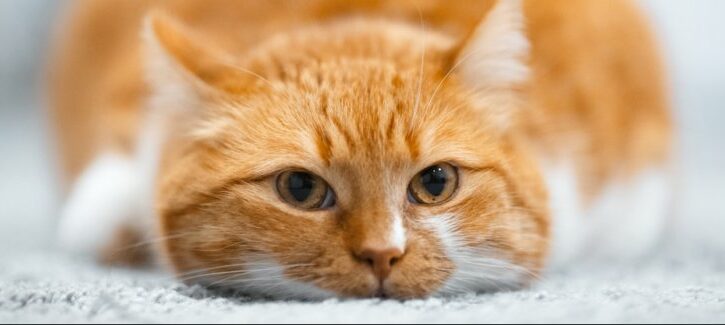 La storia del gatto e di come è diventato un animale (più o meno) domestico