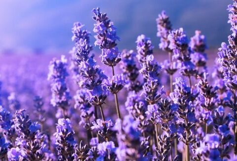 Lavanda: proprietà benefiche e varietà, come utilizzarla e coltivarla in casa