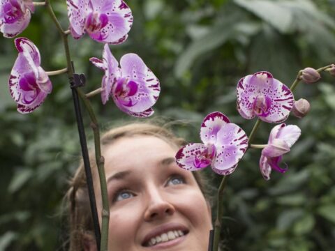 Le orchidee in casa: come curarle