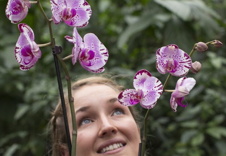 Le orchidee in casa: come curarle