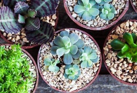 Le vostre amiche grasse: le piante succulente