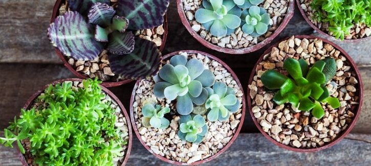 Le vostre amiche grasse: le piante succulente