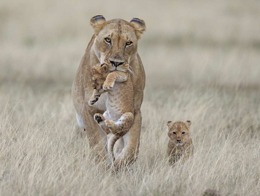 Una leonessa con i suoi cuccioli