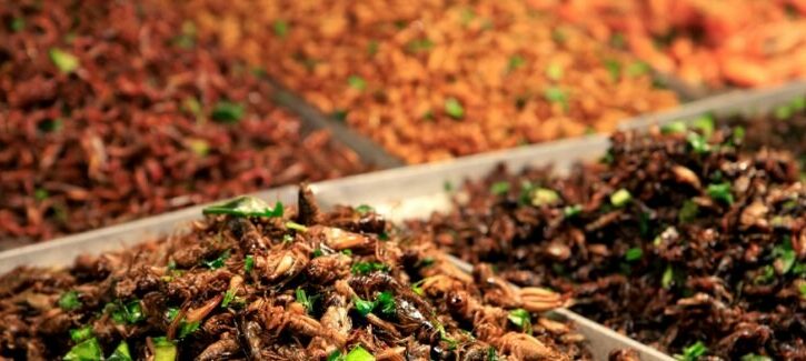 Mangiare insetti: italiani favorevoli