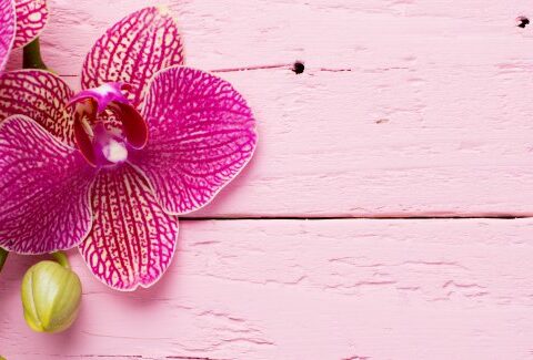 Orchidee: malattie e cure
