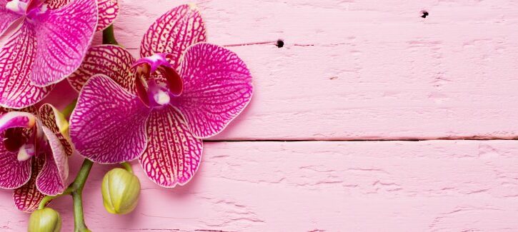 Orchidee: malattie e cure