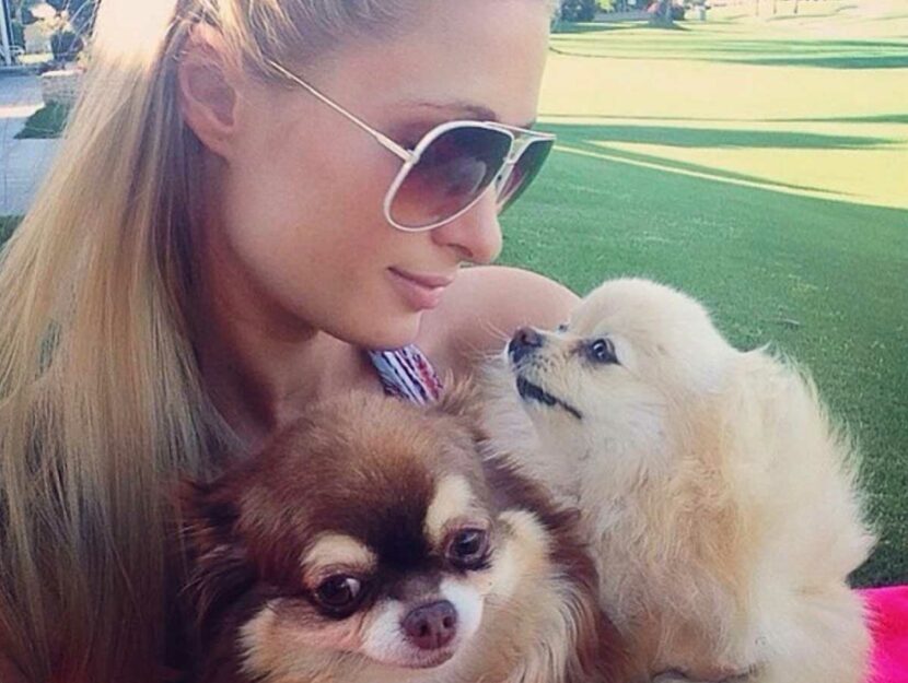 Paris Hilton con due suoi cagnolini