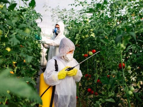 Pesticidi e fertilizzanti stanno decimando gli uccelli: lo studio