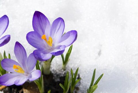 Piante e Fiori per il Giardino in Inverno