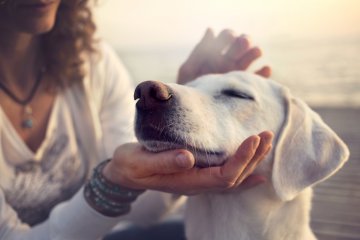 Quale razza di cane scegliere? Trova il più adatto a te