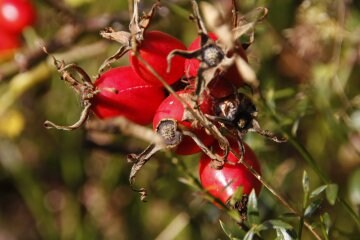 Rosa canina: proprietà, varietà e utilizzi tra benefici e controindicazioni