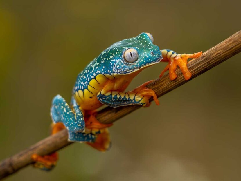 Un rospo della Costa Rica