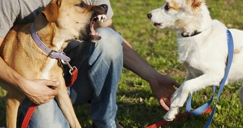 Come gestire le discussioni tra cani