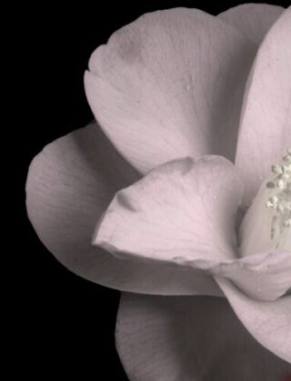 Storia della camelia, il fiore di Chanel: ecco perché Coco lo amava