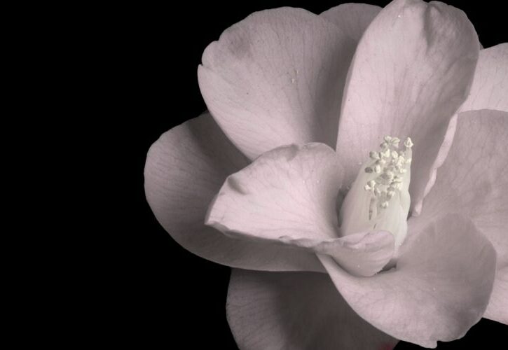 Storia della camelia, il fiore di Chanel: ecco perché Coco lo amava