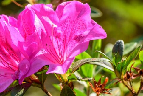 Tornano le azalee Airc per la festa della mamma