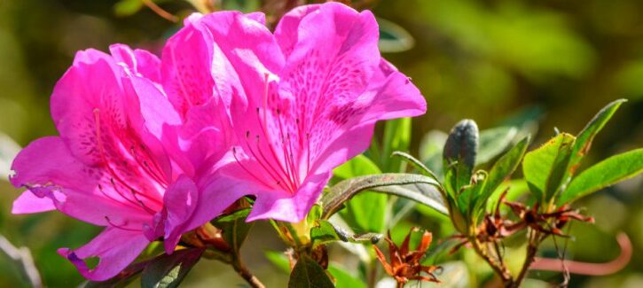 Tornano le azalee Airc per la festa della mamma